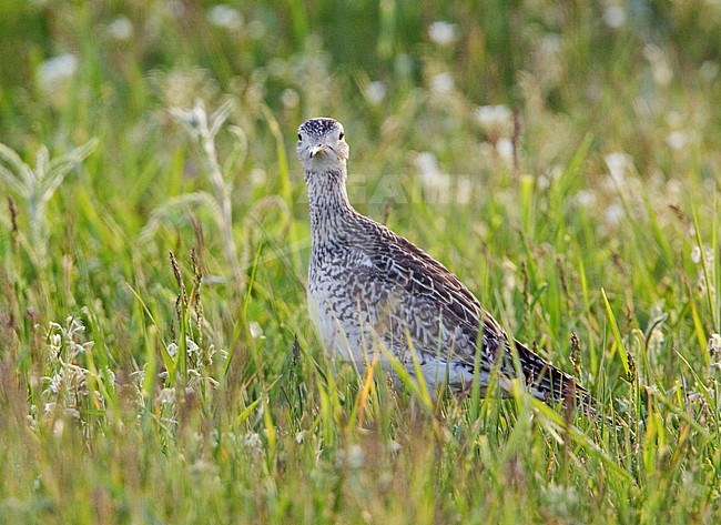 A Upland Sandpiper (Bartramia longicauda) perched in the grasslands at the Carden Alvar in Ontario, Canada. stock-image by Agami/Glenn Bartley,