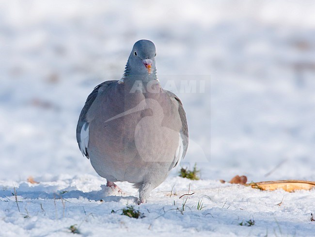 Houtduif in de sneeuw, Common Wood Pigeon in snow stock-image by Agami/Wil Leurs,