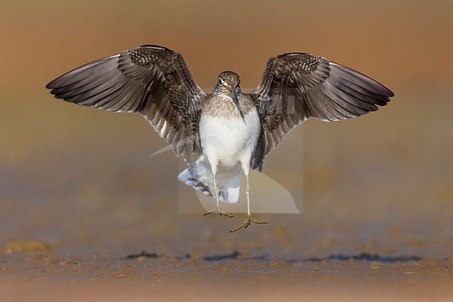 Green Sandpiper, Tringa ochropus, in Italy. stock-image by Agami/Daniele Occhiato,