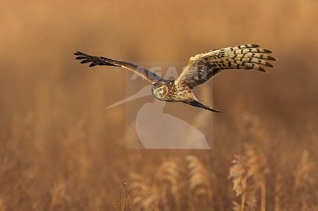 Blauwe Kiekendief vrouw in vlucht; Hen Harrier female in flight stock-image by Agami/Daniele Occhiato,