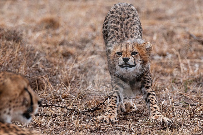 A cheetah cub, Acinonyx jubatus, stretching and looking at its mother. Masai Mara National Reserve, Kenya. stock-image by Agami/Sergio Pitamitz,