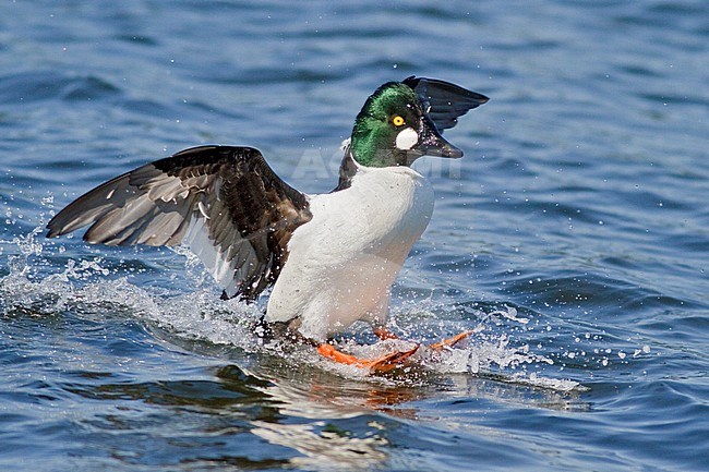 Common Goldeneye (Bucephala clangula) flying in Victoria, BC, Canada. stock-image by Agami/Glenn Bartley,