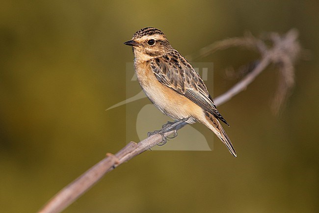 Whinchat (Saxicola rubetra) in Italy. stock-image by Agami/Daniele Occhiato,