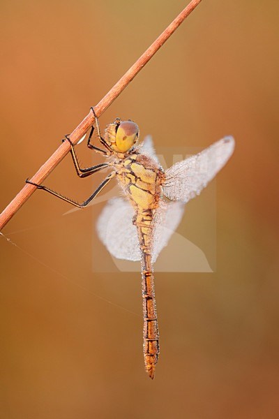 bedauwd vrouwtje steenrode heidelibel; dew covered female Vagrant darter; stock-image by Agami/Walter Soestbergen,