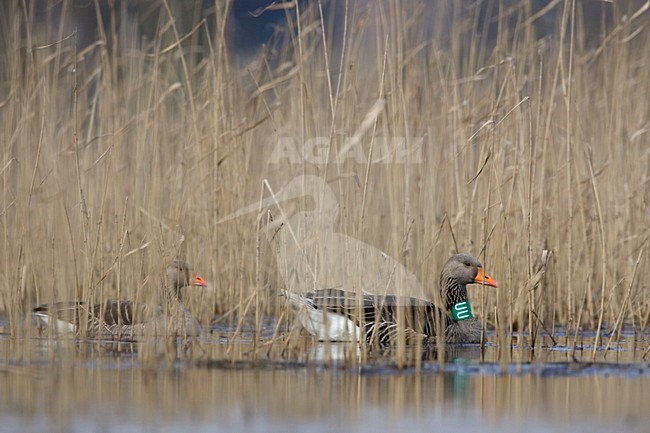 Grauwe Ganzen tussen riet; Greylag geese between reed stock-image by Agami/Harvey van Diek,