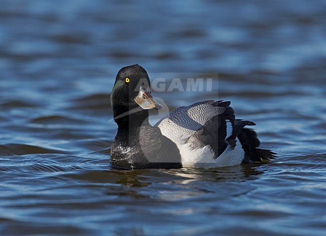 Adult mannetje Topper zwemmend; Adult male Greater Scaup swimming stock-image by Agami/Markus Varesvuo,