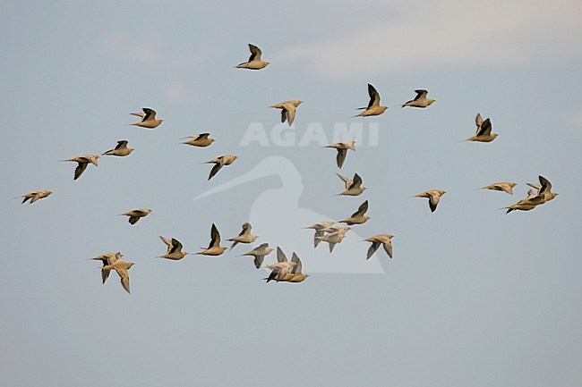 Sahelzandhoen in vlucht; Spotted Sandgrouse in flight stock-image by Agami/Daniele Occhiato,