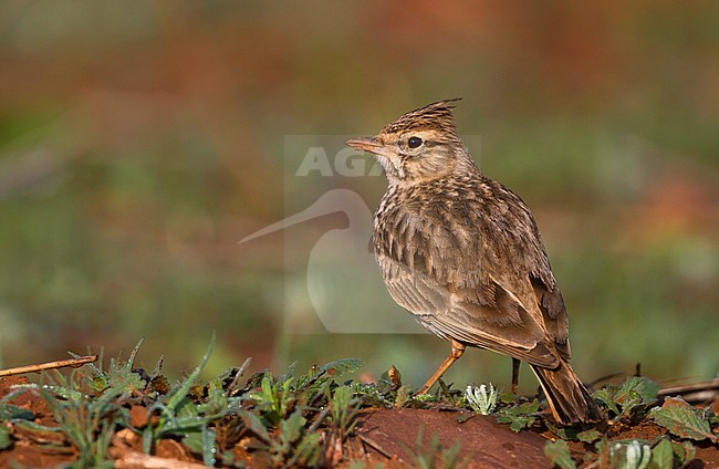 Thekla Lark - Theklalerche - Galeridae theklae ssp. ruficolor, Morocco, adult stock-image by Agami/Ralph Martin,