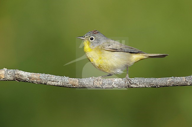 Adult male Nashville Warbler (Oreothlypis ruficapilla)
Riverside Co., California
April 2017 stock-image by Agami/Brian E Small,