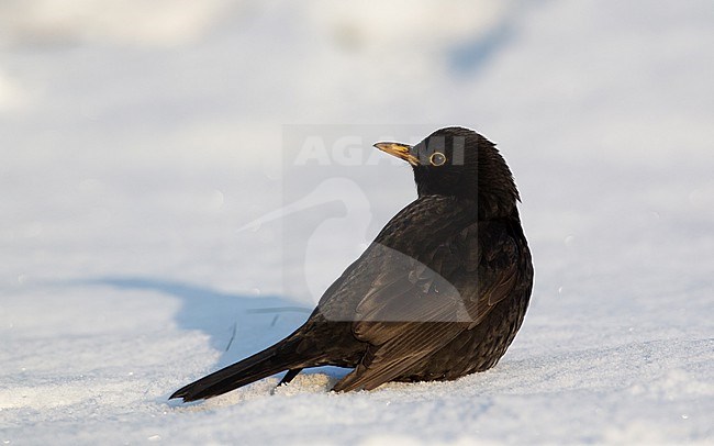 Male Common Blackbird (Turdus merula merula) sitting in snow at Holte, Denmark stock-image by Agami/Helge Sorensen,