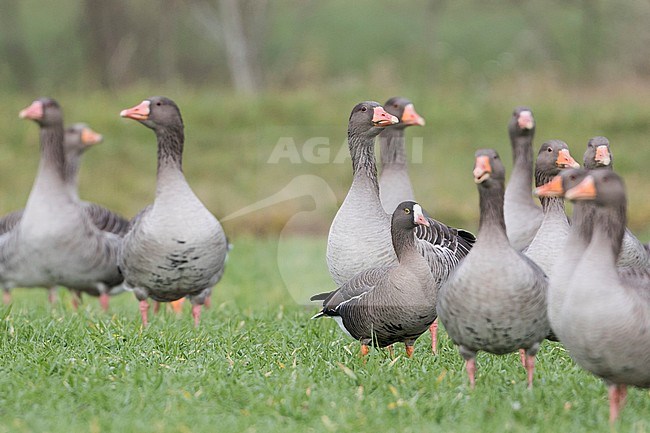 Lesser White-fronted Goose - Zwerggans - Anser erythropus, Germany, adult - between Greylag Geese stock-image by Agami/Ralph Martin,