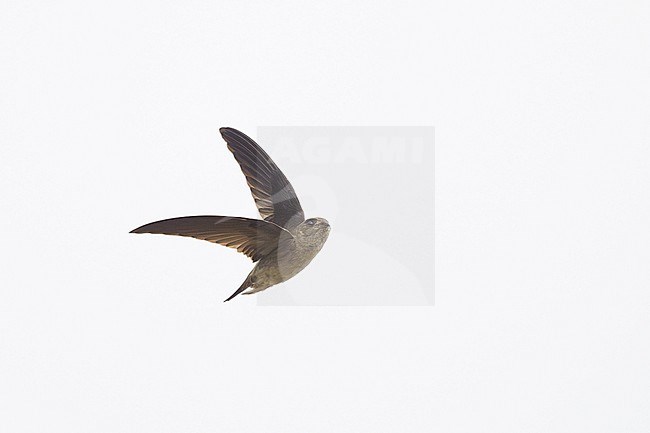 Himalayan Swiftlet (Aerodramus brevirostris) in Thailand. stock-image by Agami/Sylvain Reyt,