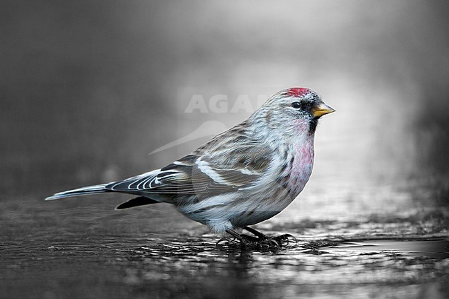 Grote barmsijs drinkend op het ijs; Mealy Redpoll drinking on ice, stock-image by Agami/Walter Soestbergen,