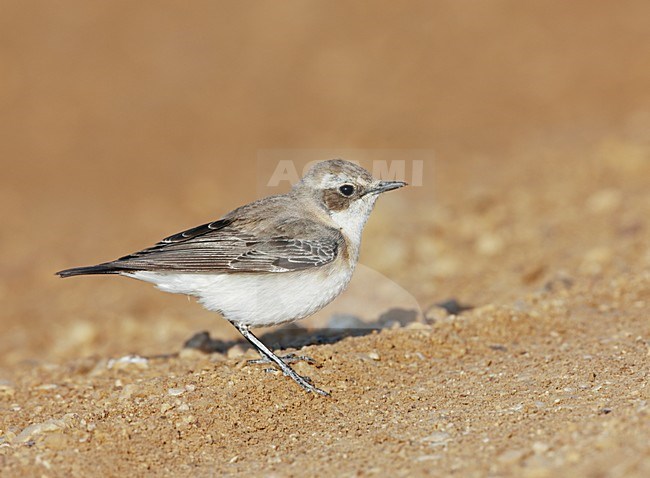 Oostelijke Blonde Tapuit vrouwtje staand; Eastern Black-eared Wheatear female perched stock-image by Agami/Markus Varesvuo,