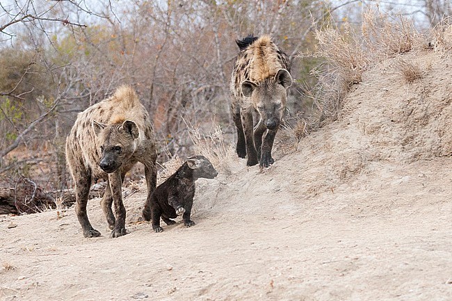 Spotted Hyena (Crocuta crocuta) family with young at Kruger National Park in summer stock-image by Agami/Caroline Piek,