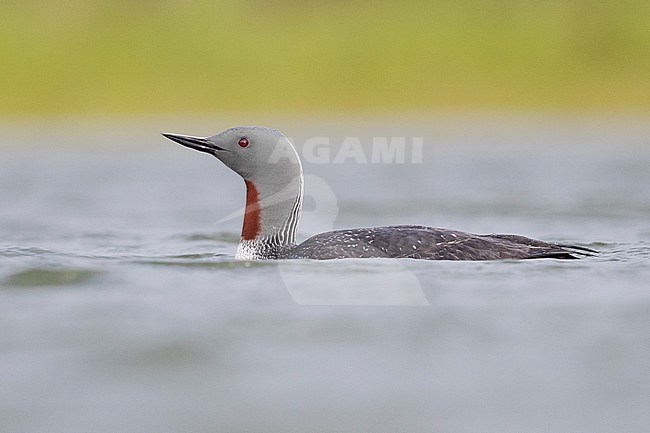 Red-throated Loon (Gavia stellata), adult swimming in a lake stock-image by Agami/Saverio Gatto,