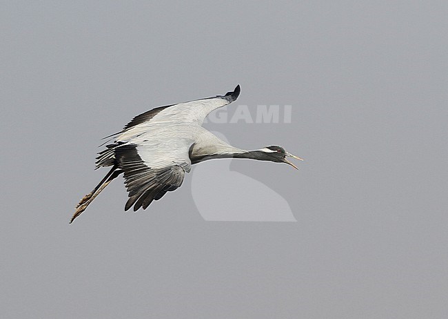 Jufferkraanvogel in vlucht; Demoiselle Crane (Anthropoides virgo) in flight stock-image by Agami/James Eaton,