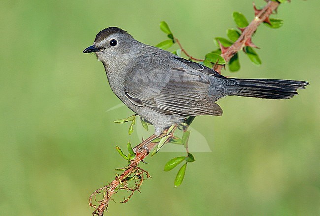 Katvogel, Gray Catbird stock-image by Agami/Brian E Small,