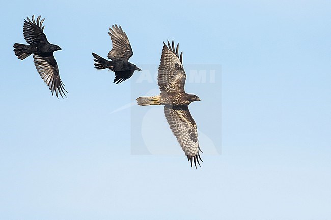 Carrion Crow (Corvus corone ssp. corone,) Germany (Schleswig-Holstein), adult, chasing Common Buzzard stock-image by Agami/Ralph Martin,