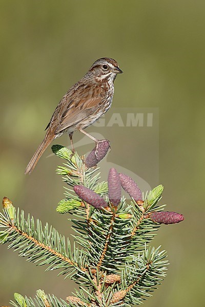 Adult  Song Sparrow, Melospiza melodia
Kamloops, British Columbia
June 2015 stock-image by Agami/Brian E Small,