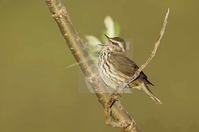 Adult Northern Waterthrush (Parkesia noveboracensis) perched on a small branch on Seward Peninsula, Alaska, United States. stock-image by Agami/Brian E Small,