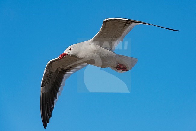 A kelp gull, Larus dominicarus, flying. Pebble Island, Falkland Islands stock-image by Agami/Sergio Pitamitz,