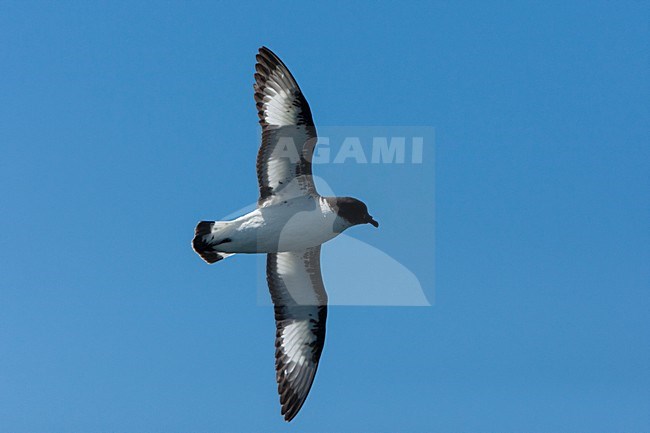 Kaapse Stormvogel in vlucht, Cape Petrel in flight stock-image by Agami/Wil Leurs,