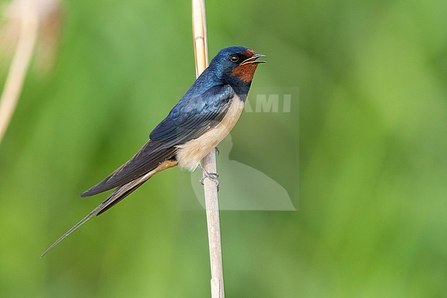 Barn Swallow (Hirundo rustica), side view of an adult perched on a reed, Campania, Italy stock-image by Agami/Saverio Gatto,