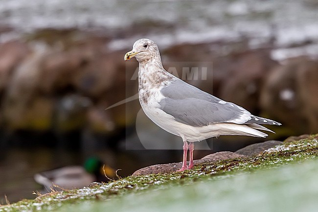 Adult winter Glaucous-winged Gull
(Larus glaucescens) sitting in Arhus, Jutland, Denmark. stock-image by Agami/Vincent Legrand,