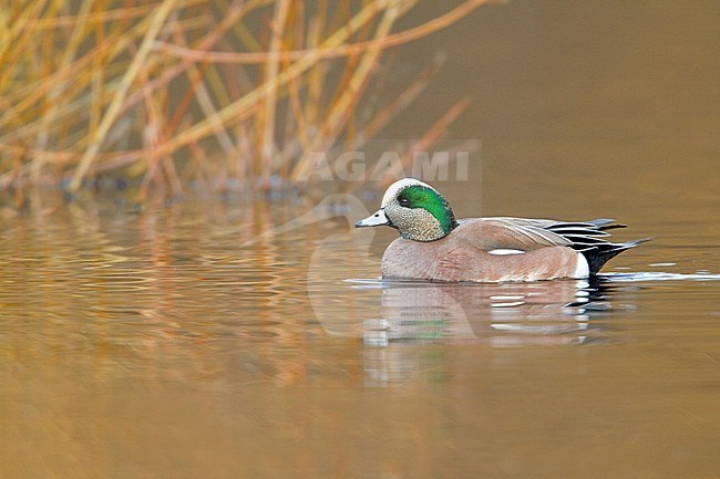 Amerikaanse Smient, American Wigeon stock-image by Agami/Glenn Bartley,