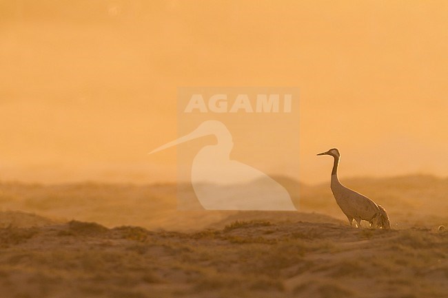 Common Crane - Kranich - Grus grus, Oman, adult stock-image by Agami/Ralph Martin,