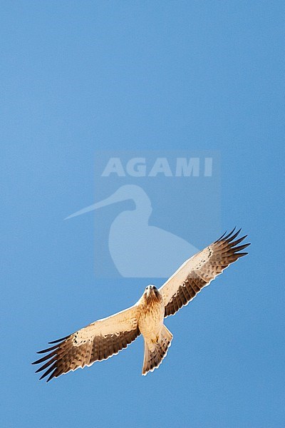 Light morph Booted Eagle (Hieraaetus pennatus) on migration over Eilat Mountains, Eilat, Israel stock-image by Agami/Marc Guyt,