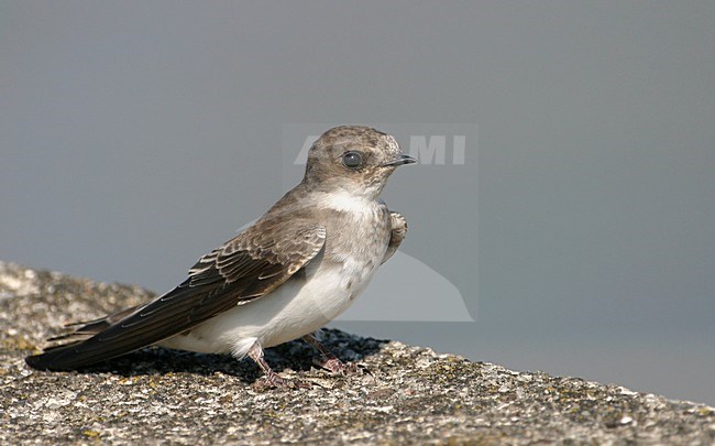 Oeverzwaluw in zit; Sand Martin perched stock-image by Agami/Reint Jakob Schut,