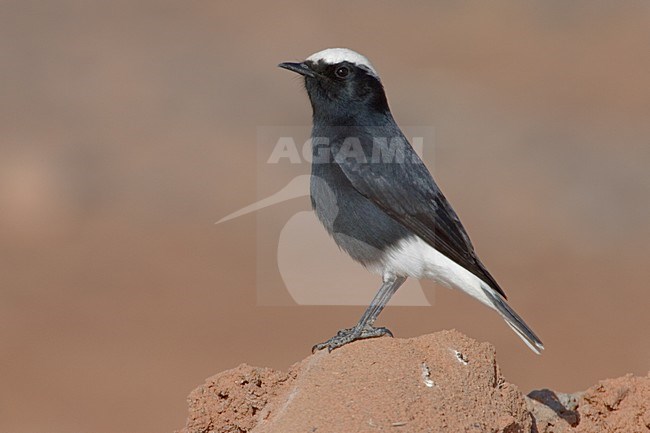 White-crowned Wheatear adult perched; Witkruintapuit volwassen zittend stock-image by Agami/Daniele Occhiato,