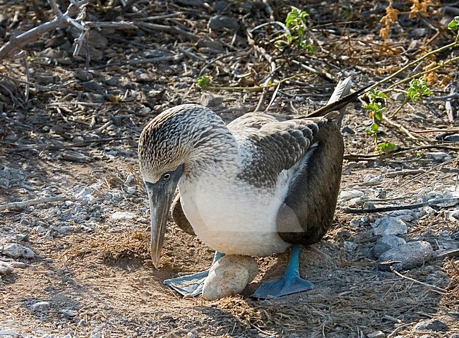 Blauwvoet gent met eieren, Sula nebouxii, Blue-footed booby with eggs stock-image by Agami/Rob Riemer,