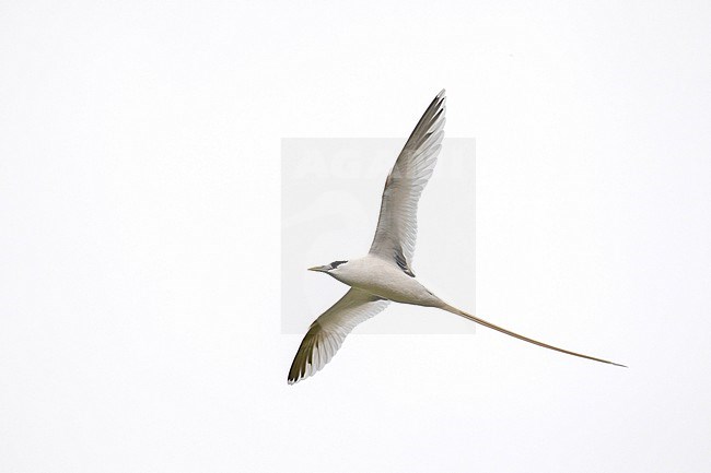 Adult White-tailed Tropicbird (Phaethon lepturus) in Gabon. stock-image by Agami/Pete Morris,