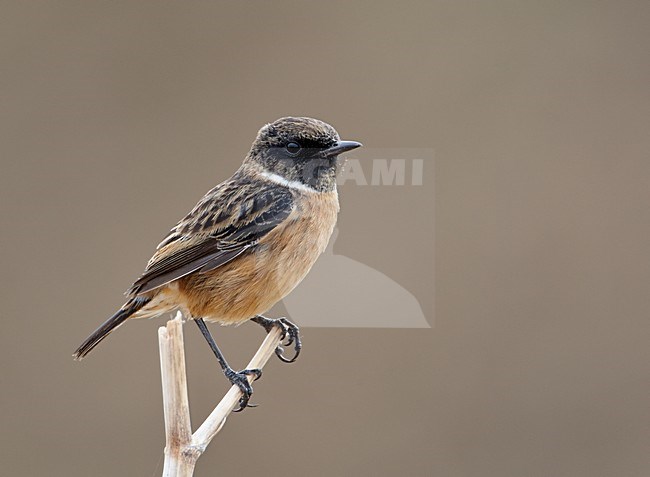 Mannetje Roodborsttapuit, Male European Stonechat stock-image by Agami/Markus Varesvuo,