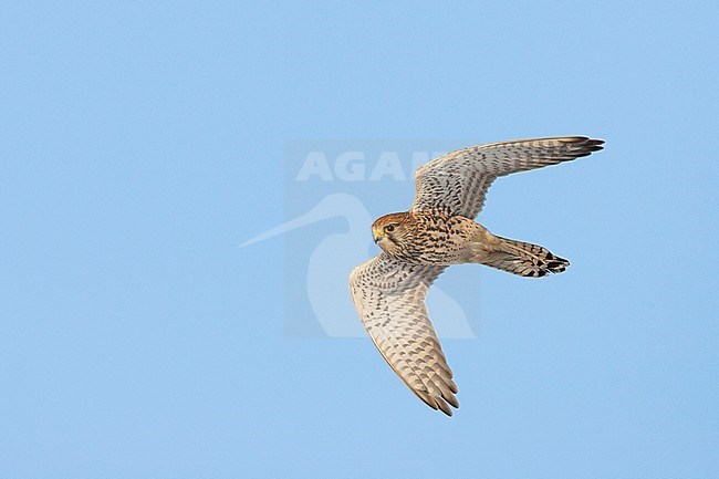 Torenvalk vliegend; Common Kestrel flying stock-image by Agami/Menno van Duijn,