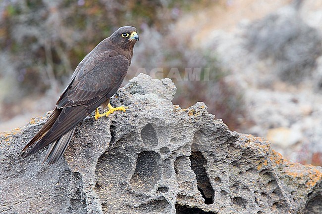 Eleonora's Falcon (Falco eleonorae), dark morph adult perched on a rock stock-image by Agami/Saverio Gatto,
