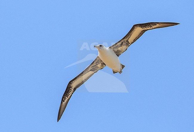 Laysan Albatross (Phoebastria immutabilis) on Oahu island, Hawaii, United States. Adult in flight. stock-image by Agami/Pete Morris,