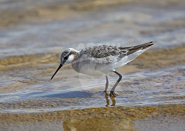 Male Wilson's Phalarope (Steganopus tricolor) in winter plumage foraging along the shore of a lake. stock-image by Agami/Andy & Gill Swash ,