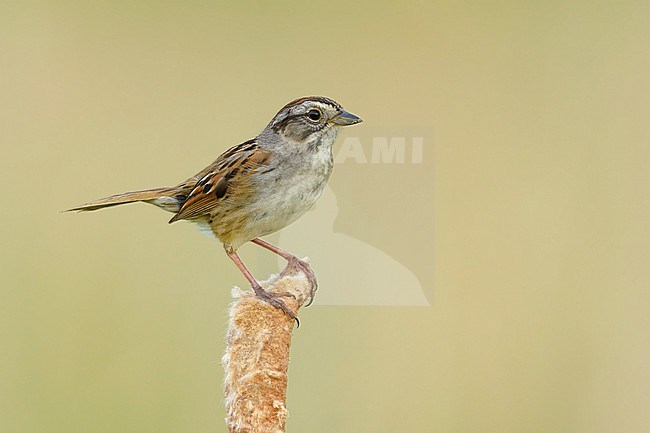 Adult breeding Swamp Sparrow, Melospiza georgiana
Kidder Co., ND stock-image by Agami/Brian E Small,