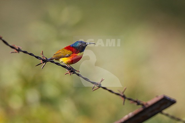 Male Green-tailed Sunbird (Aethopyga nipalensis) at Doi Inthanon, Thailand stock-image by Agami/Helge Sorensen,