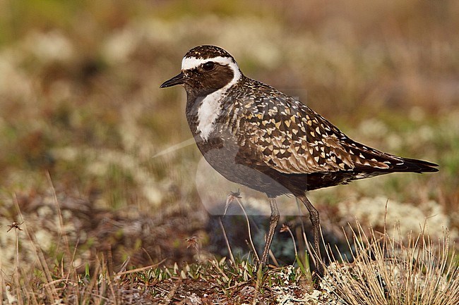 American Golden-Plover (Pluvialis dominica) on the tundra in Churchill, Manitoba, Canada. stock-image by Agami/Glenn Bartley,