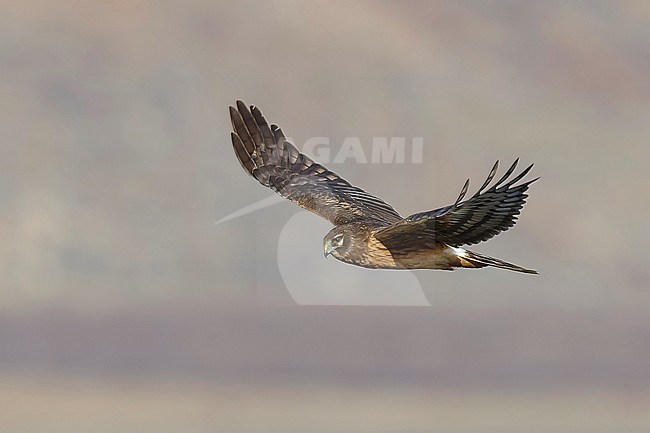 Immature Northern Harrier (Circus hudsonius) in flight
Riverside Co., CA
January 2016 stock-image by Agami/Brian E Small,
