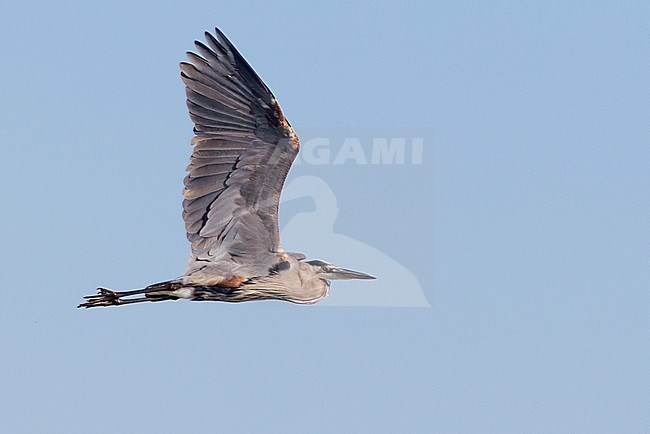 Great Blue Heron (Ardea herodias) in flight over Ocean city in Maryland, USA. Showing under wing. stock-image by Agami/David Monticelli,