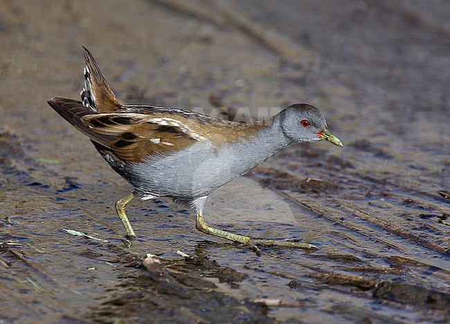 Little Crake, male, Exminster Marshes, Devon; 14 April 2008 stock-image by Agami/Andy & Gill Swash ,