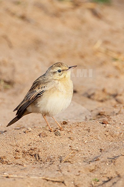 Adult Tawny Pipit (Anthus campestris) during spring migration in a citypark in Eilat, Israel. stock-image by Agami/Marc Guyt,