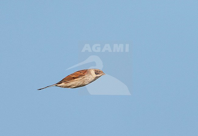 Migrating male Common Reed Bunting (Emberiza schoeniclus) following the coastline in the Netherlands. stock-image by Agami/Marc Guyt,