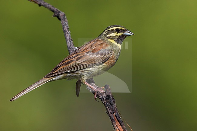 Cirlgors; Cirl Bunting stock-image by Agami/Daniele Occhiato,